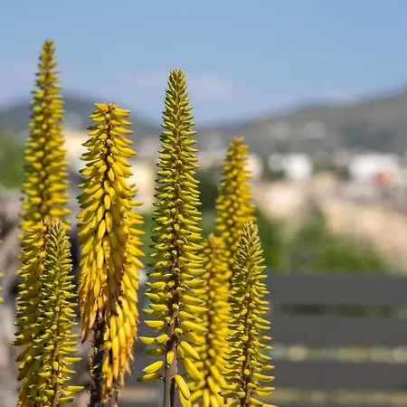 Happiness Aegina Apartments Exterior foto