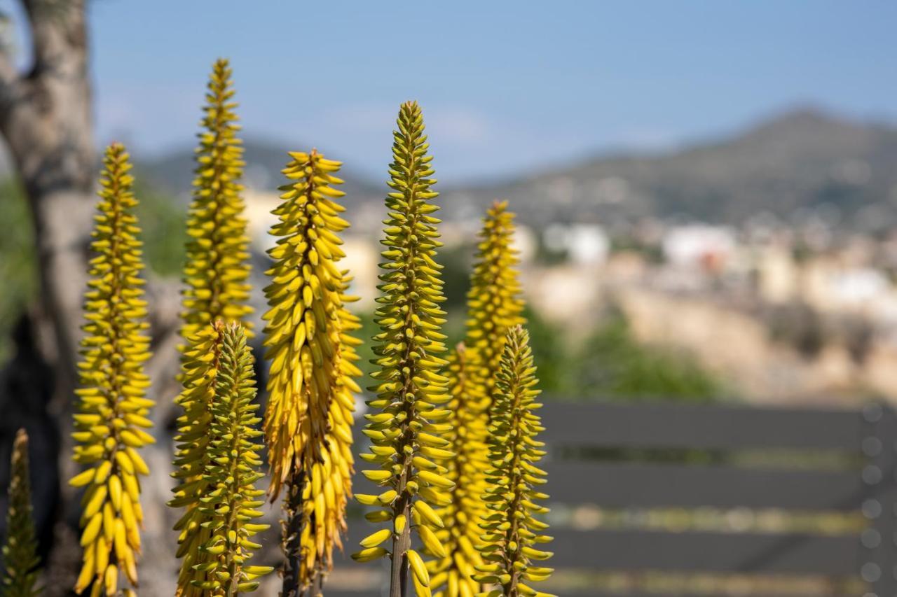 Apartment Happiness Aegina